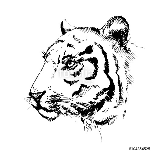 500x500 Tiger Hand Drawn Sketch Of Tiger Face Vector Illustration
