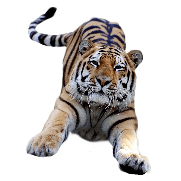 Jumping Tiger Transparent Png 600x600 Jumping Tiger Transparent Png