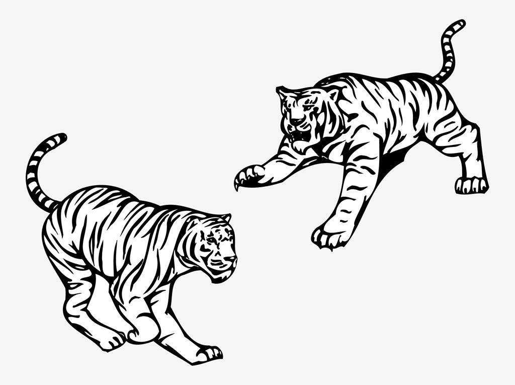 Angry Tigers Vector Vector Art Graphics 1024x765 Angry Tigers Vector Vector Art Graphics