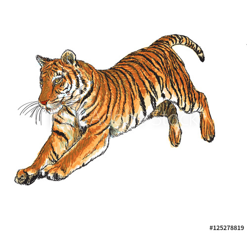 Tiger Jump Hand Draw And Paint Color On White Background Vector 500x472 Tiger Jump Hand Draw And Paint Color On White Background Vector
