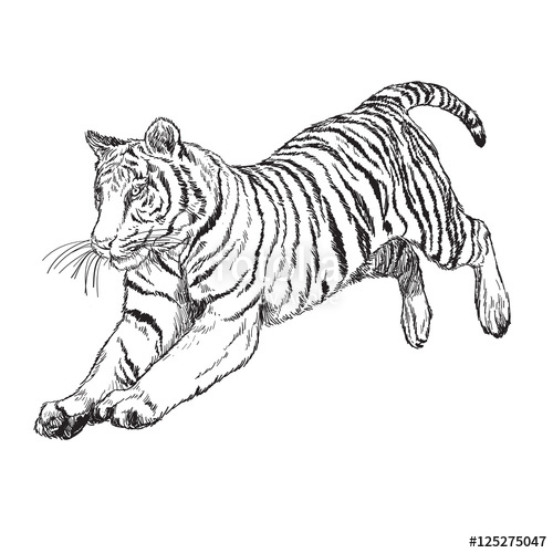 Tiger Jump Hand Draw Monochrome On White Background Vector 500x500 Tiger Jump Hand Draw Monochrome On White Background Vector