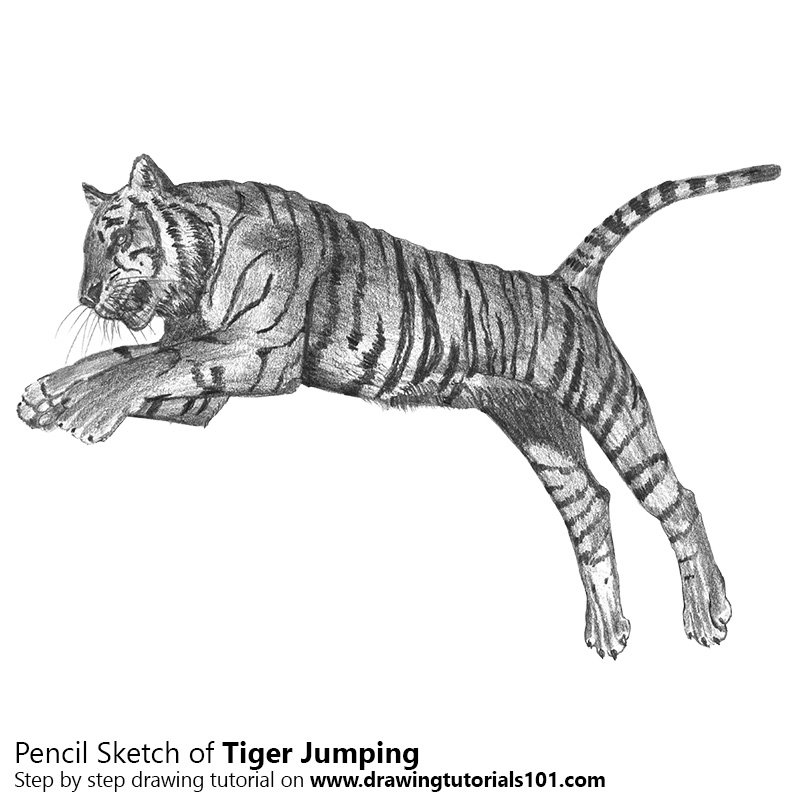 Huge Collection Of 'cat Jumping Drawing' Download More Than 800x800 Huge Collection Of 'cat Jumping Drawing' Download More Than