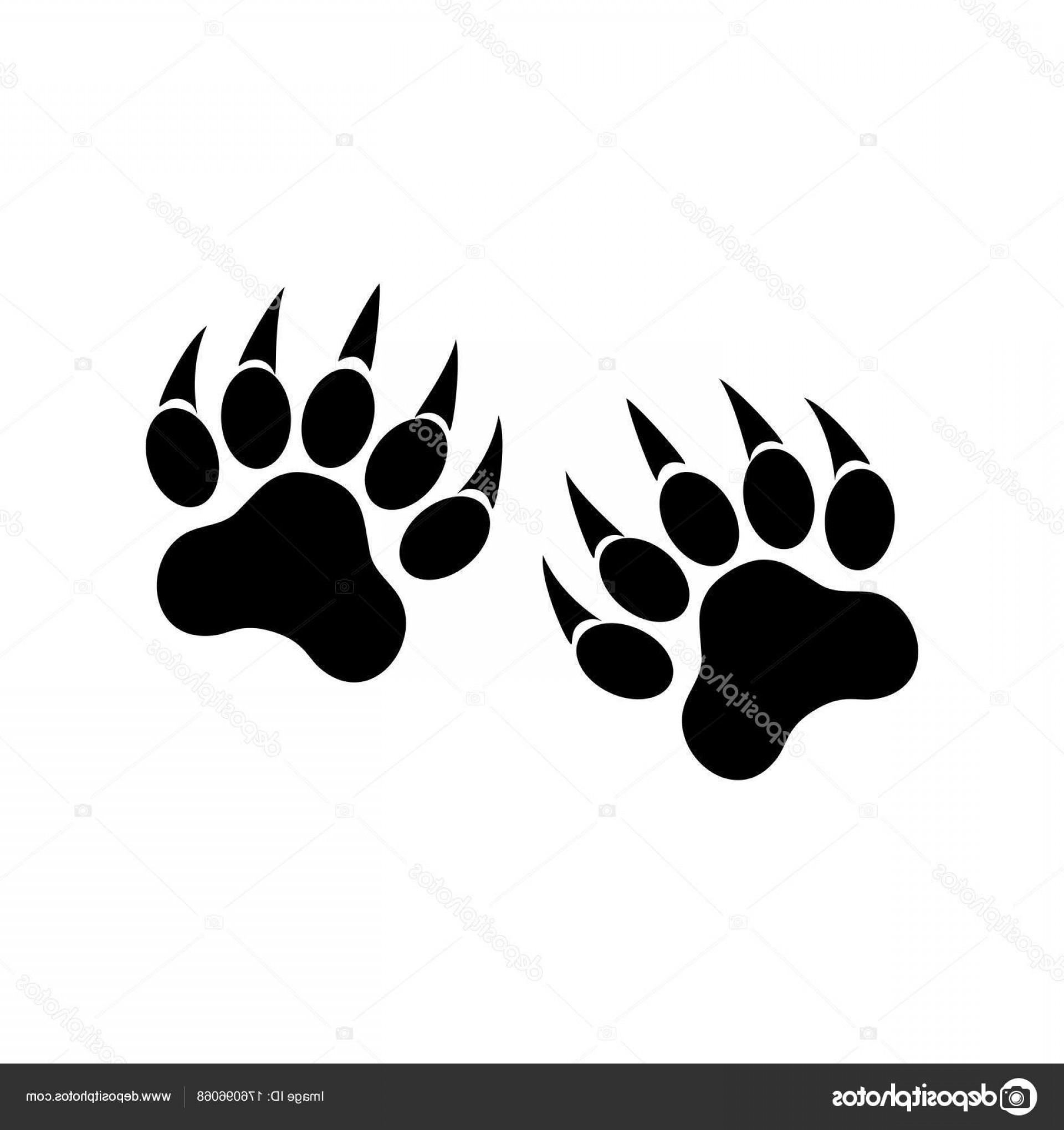 Stock Illustration Animal Paws With Claws Tiger Soidergi 1920x2040 Stock Illustration Animal Paws With Claws Tiger Soidergi
