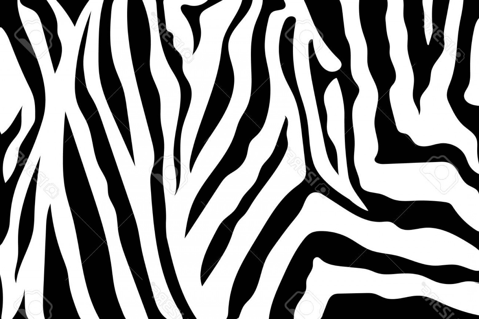 Vector Zebra Stripes Catchsplace 1560x1039 Vector Zebra Stripes Catchsplace