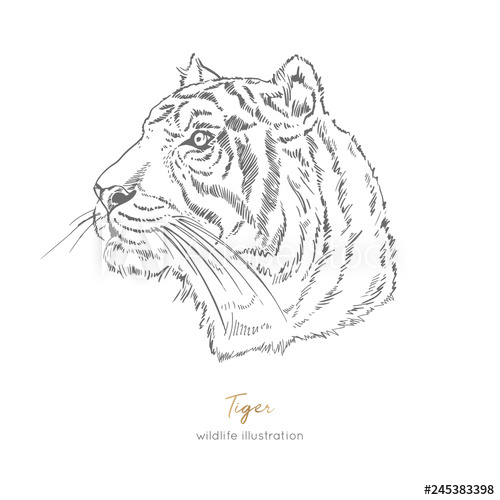500x500 Profile Vector Portrait Illustration Of Tiger Hand Drawn Ink