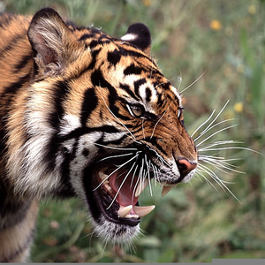 300x300 Tiger Profile Roar Free Images