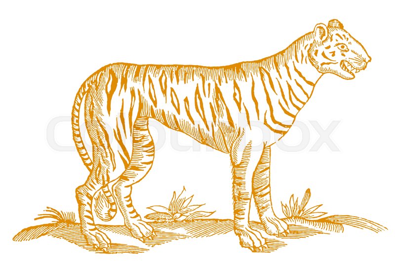 800x539 Tiger With Open Mouth Showing The Stock Vector Colourbox