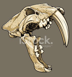 283x300 Vector Saber Tooth Tiger Skull Profile Stock Vectors