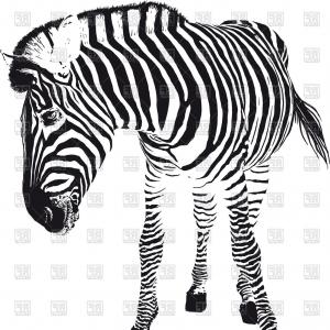 300x300 Zebra Stripes Seamless Pattern Print Animal Skin Tiger Abstract