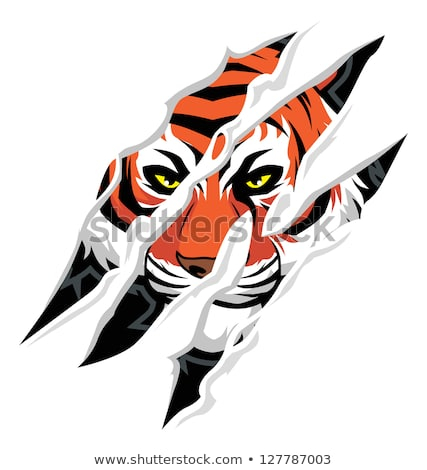 427x470 Ideas Tiger Scratch Vector Clipart Free Download Best Tiger