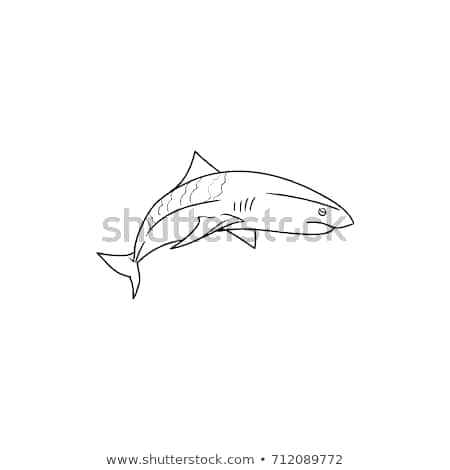 450x470 Outline Of A Shark Tiger Shark Icon Outline Stock Vector Royalty