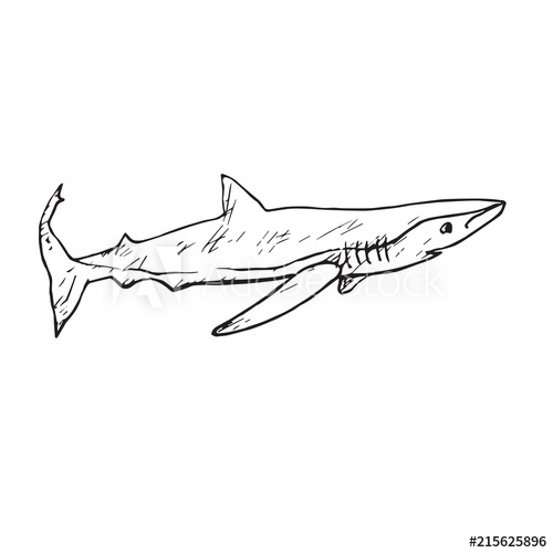 500x500 The Sand Tiger Shark