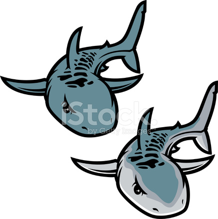 437x439 Tiger Shark Color Stock Vector
