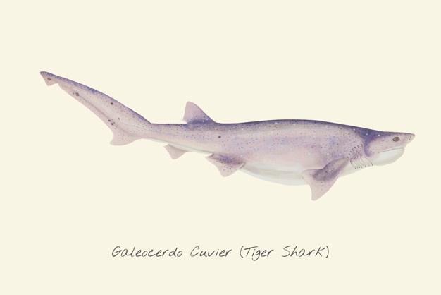 626x418 Tiger Shark Vectors, Photos And Free Download