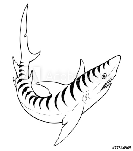 441x500 Tiger Shark