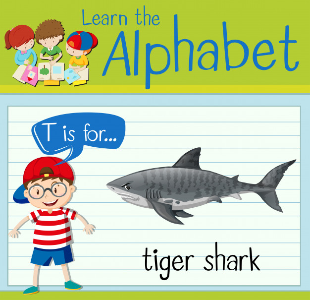 626x605 Flashcard Letter T Is For Tiger Shark Vector Premium Download