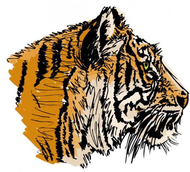 Side View Tiger Head Illustration Vector 626x567 Side View Tiger Head Illustration Vector