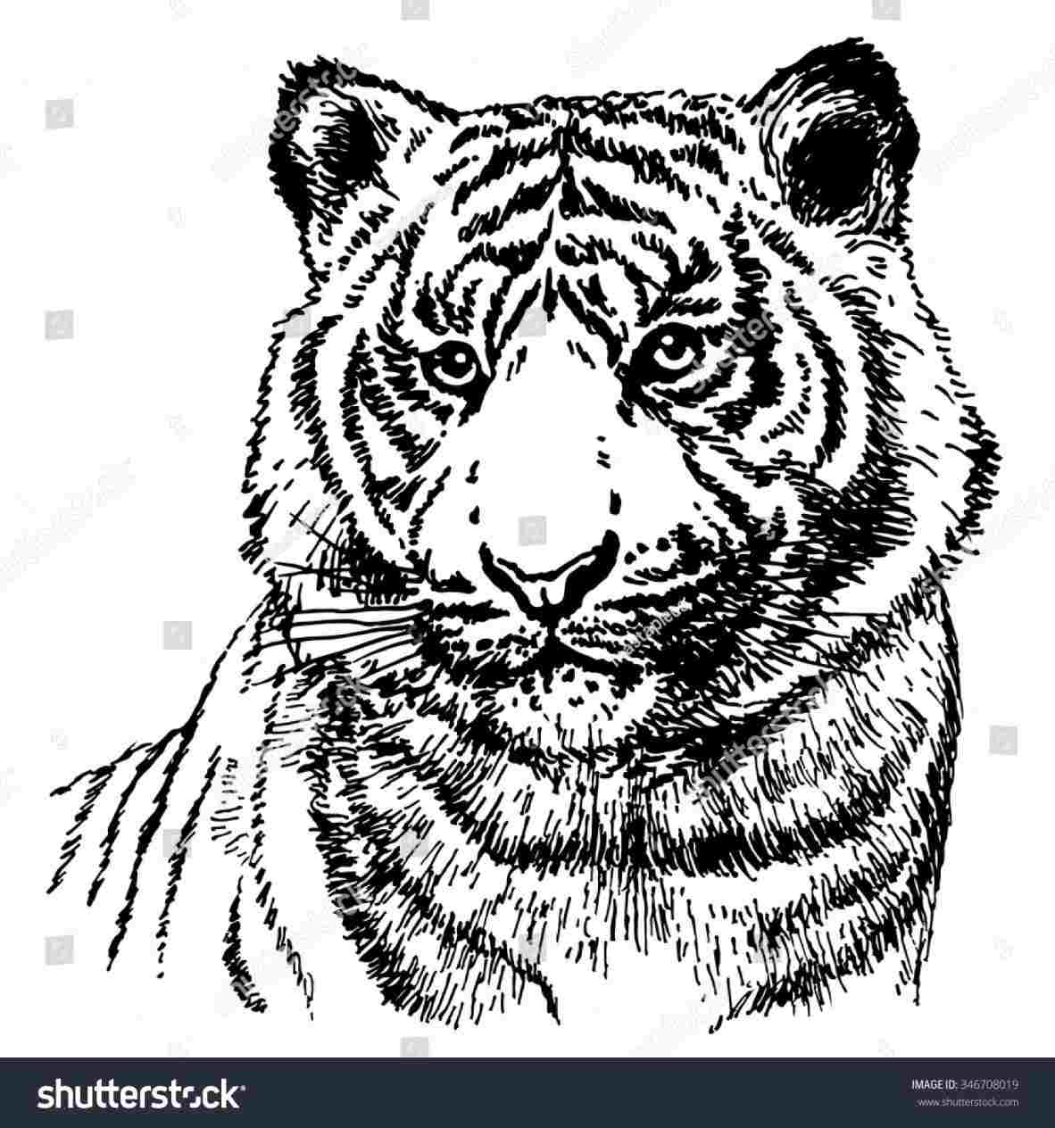 Tiger Side View Drawingrhanimalialifeclub Face Vector 1182x1264 Tiger Side View Drawingrhanimalialifeclub Face Vector