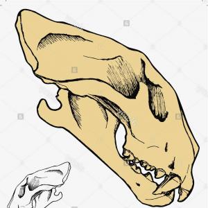 Hand Draw Tiger Skull Side View Vector Image Hoodamathrun 300x300 Hand Draw Tiger Skull Side View Vector Image Hoodamathrun