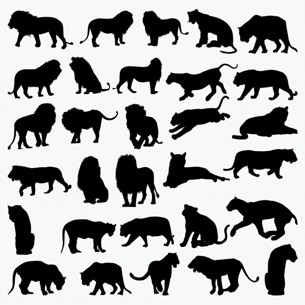 626x626 Lion Tiger Silhouettes Vector Premium Download