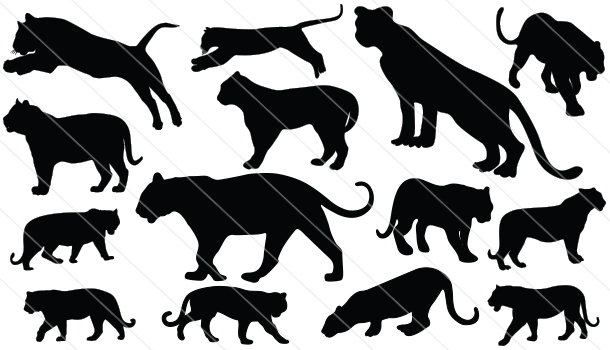 610x350 Black Tiger Silhouette