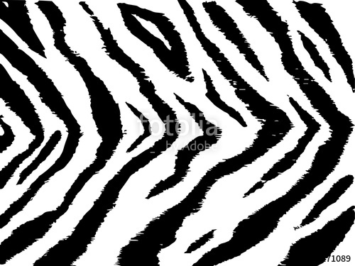 500x375 Tiger Stripe Texture Black White Monochrome Pattern Stock Image