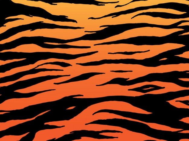 626x469 Pele De Tigre