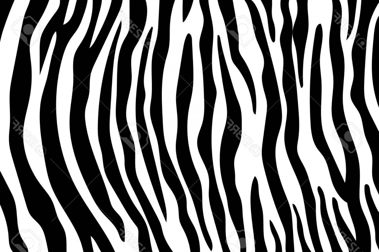 1560x1039 Photostock Vector Zebra Stripes Pattern Zebra Print Animal Skin