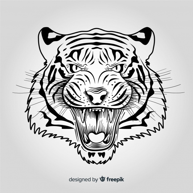 Tiger Vectors, Photos And Free Download 626x626 Tiger Vectors, Photos And Free Download