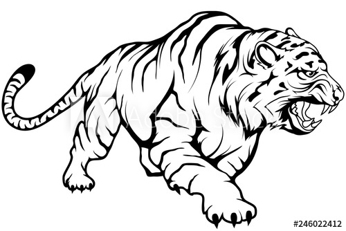 Tiger Vector Drawing, Tiger Drawing Sketch In Full Growth 500x334 Tiger Vector Drawing, Tiger Drawing Sketch In Full Growth