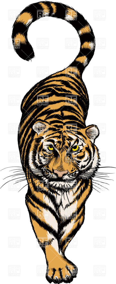 Isolated Typical Tiger Walking Vector Image Of Plants And Animals 489x1200 Isolated Typical Tiger Walking Vector Image Of Plants And Animals