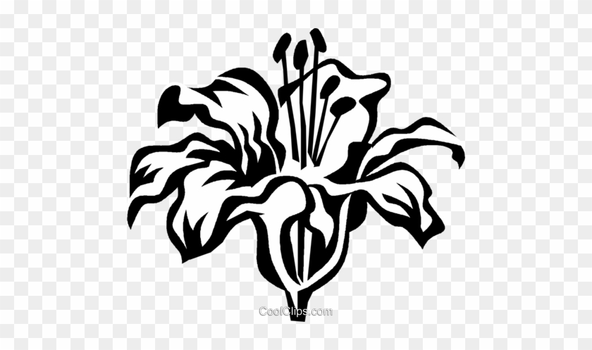 840x497 Tiger Lily Royalty Free Vector Clip Art Illustration