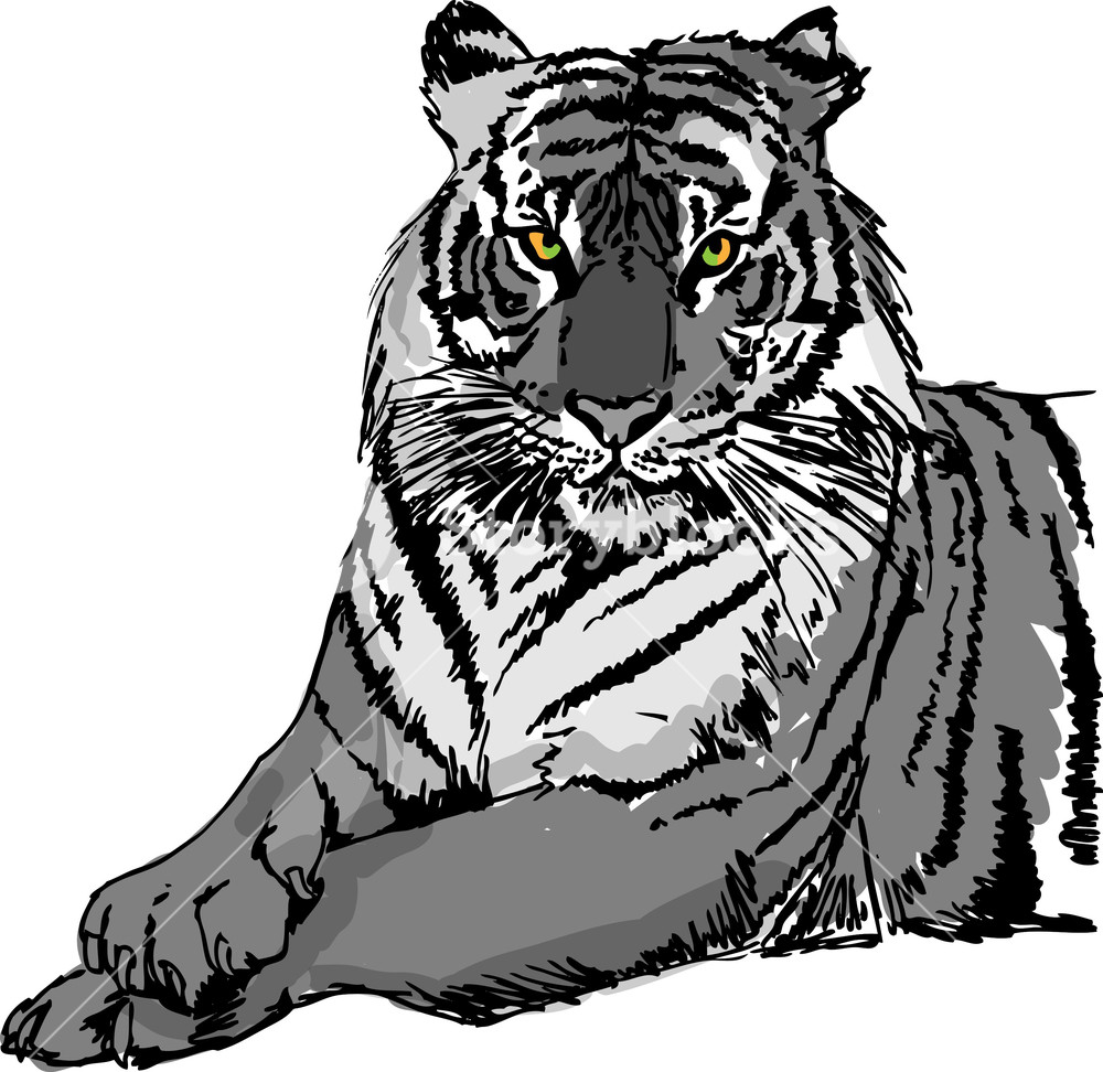 Sketch Of White Tiger Vector Illustration Royalty Free Stock 1000x972 Sketch Of White Tiger Vector Illustration Royalty Free Stock