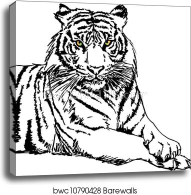 Sketch Of White Tiger Vector Illustration, Canvas Print 382x390 Sketch Of White Tiger Vector Illustration, Canvas Print