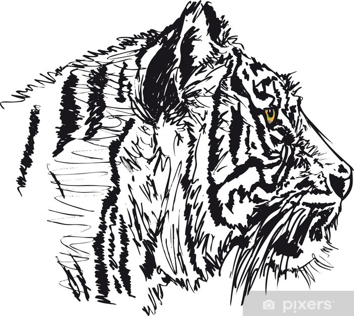 Sketch Of White Tiger Vector Illustration Sticker 700x625 Sketch Of White Tiger Vector Illustration Sticker