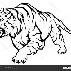 Stock Illustration Tiger Vector Drawing Tiger Drawing Hoodamathrun 300x300 Stock Illustration Tiger Vector Drawing Tiger Drawing Hoodamathrun
