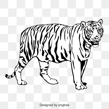 360x360 Tiger Vector, Free Download White Tiger, Tiger Vector, Tiger