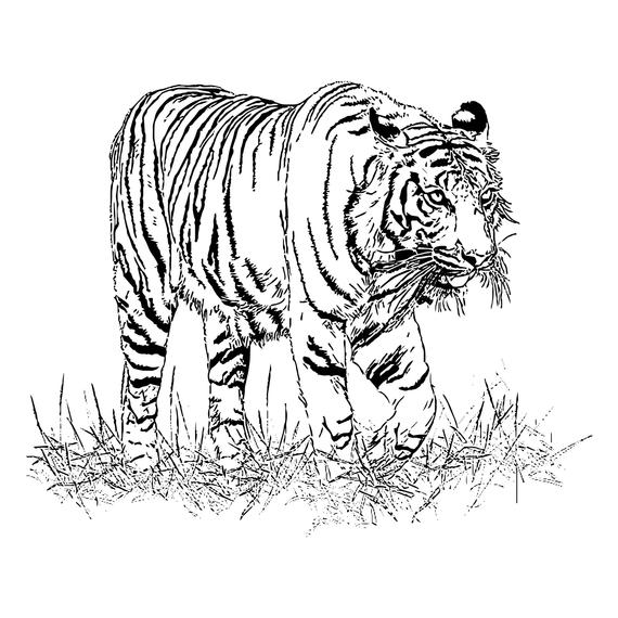 Tigers 570x570 Tigers