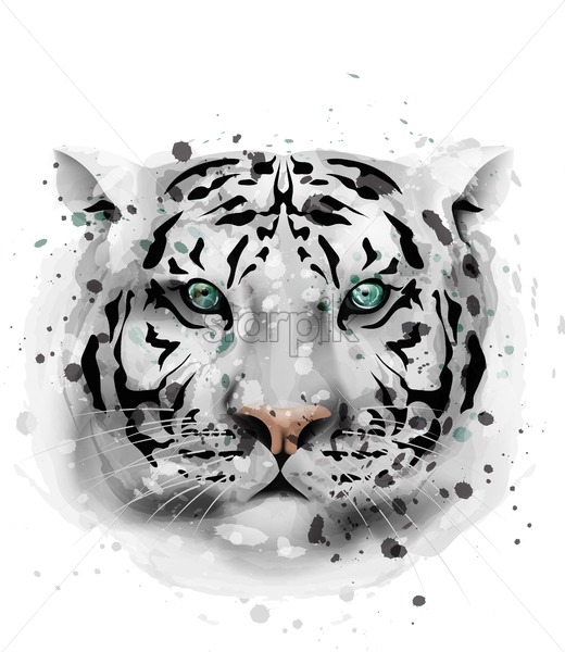 White Tiger Vector Watercolor Wildlife Animal Front View 520x600 White Tiger Vector Watercolor Wildlife Animal Front View