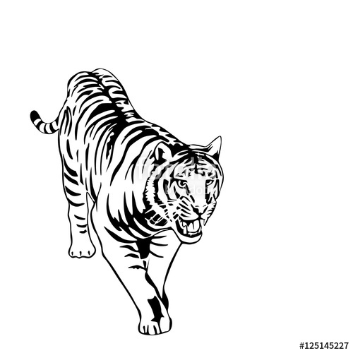 Black And White Tiger Vector Illustration Stock Image And Royalty 500x500 Black And White Tiger Vector Illustration Stock Image And Royalty
