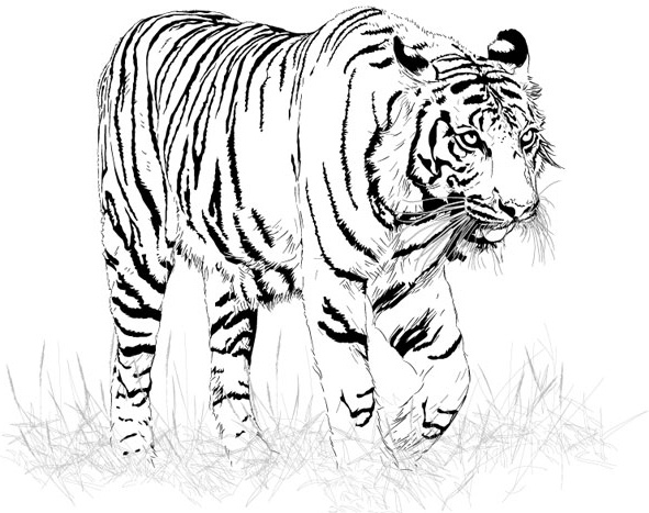 Black And White Tiger Vector Free Vector In Encapsulated 591x467 Black And White Tiger Vector Free Vector In Encapsulated