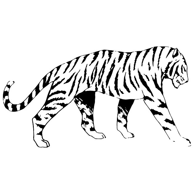 Tiger Vector Illustration 660x660 Tiger Vector Illustration