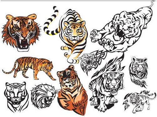503x374 Fierce Tigers Graphic Design Vector Free Download