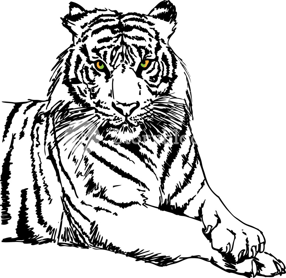 1000x971 Sketch Of White Tiger Vector Illustration Royalty Free Stock