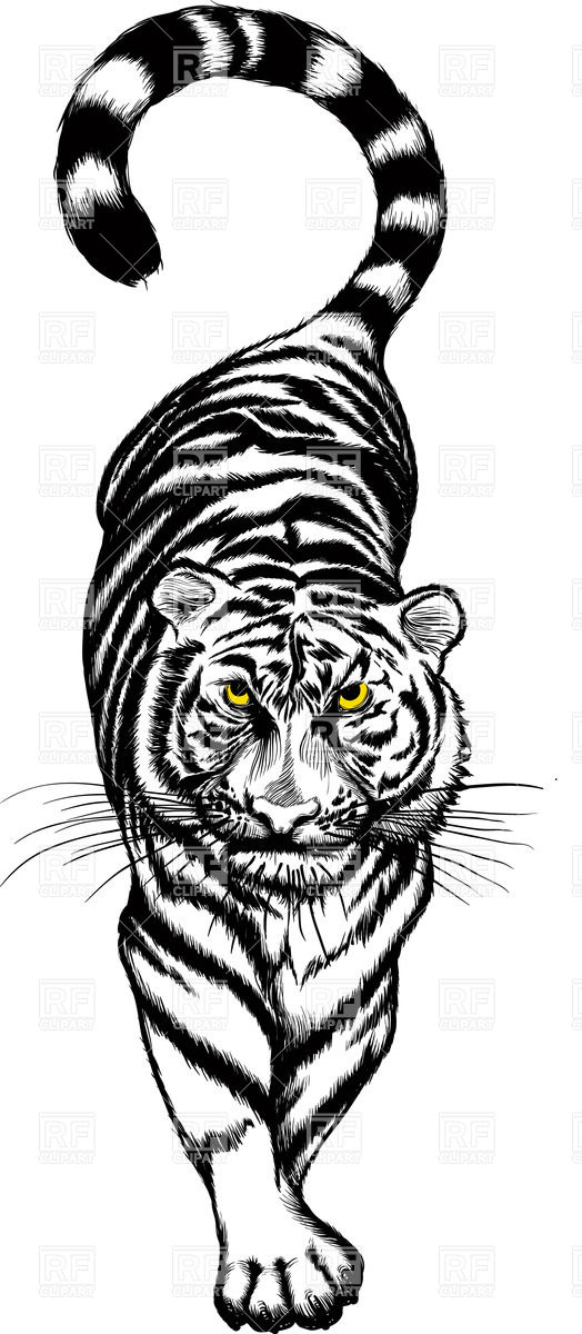 524x1200 Slinking Tiger Vector Image Of Plants And Animals Sharpner