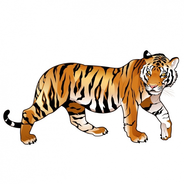 626x626 Tiger Vectors, Photos And Free Download