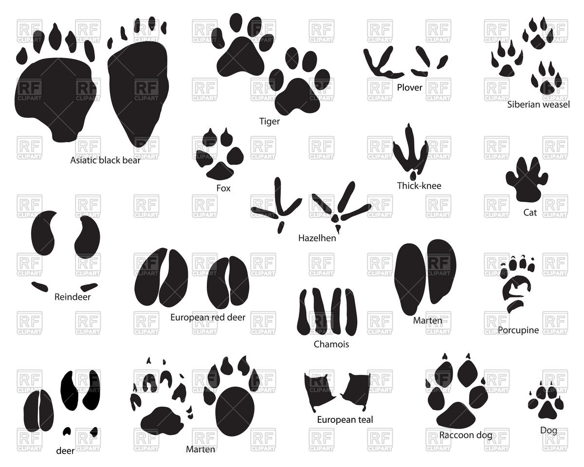 1200x960 Set Of Animal And Bird Footprints With Title Vector Image