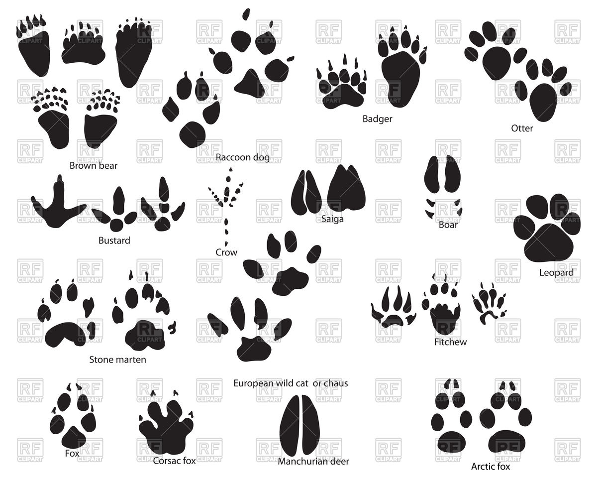 1200x960 Silhouettes Of Animal And Bird Footprints With Title Vector Image