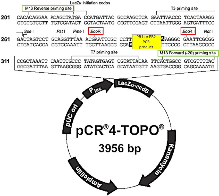 850x760 Pcr Tm Vector Map Download Scientific Diagram
