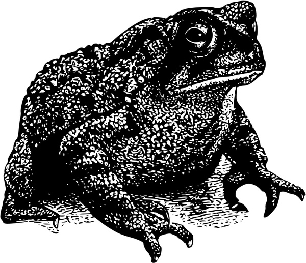 600x517 Toad Free Vector In Open Office Drawing